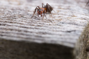 Macro shot of a red wood ant Macro shot of a red wood ant