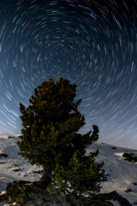 Star trails with pine in the portrait in winter Star trails with pine in the portrait in winter