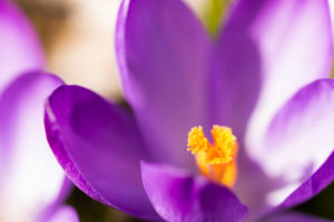 purple crocus, Picture Frame, Macro purple crocus, Picture Frame, Macro