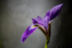 Iris in meadow, purple flower, close-up Iris in meadow, purple flower, close-up