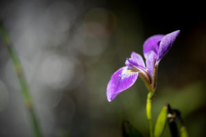 Iris in meadow, purple flower, close-up Iris in meadow, purple flower, close-up