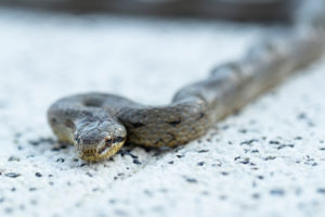 Smooth snake on concrete slab, close-up, Coronella austriaca Smooth snake on concrete slab, close-up, Coronella austriaca