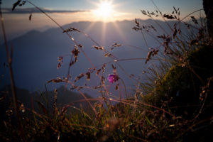 Mountain meadow at sunrise, Stubai Alps, Tyrol, Austria Mountain meadow at sunrise, Stubai Alps, Tyrol, Austria