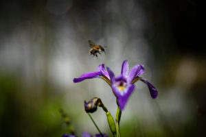 Bee approaching iris in meadow, purple flower, close-up Bee approaching iris in meadow, purple flower, close-up