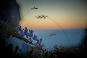 Mountain flowers on Hoher Burgstall Mountain at sunrise, Stubai Alps, Tyrol, Austria Mountain flowers on Hoher Burgstall Mountain at sunrise, Stubai Alps, Tyrol, Austria
