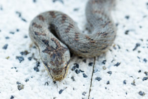 Smooth snake on concrete slab, close-up, Coronella austriaca Smooth snake on concrete slab, close-up, Coronella austriaca