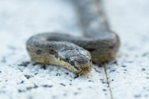 Smooth snake on concrete slab, close-up, Coronella austriaca Smooth snake on concrete slab, close-up, Coronella austriaca