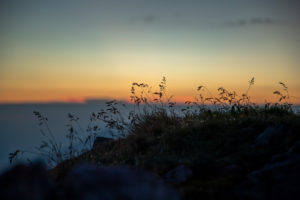 Mountain meadow at sunrise, Stubai Alps, Tyrol, Austria Mountain meadow at sunrise, Stubai Alps, Tyrol, Austria