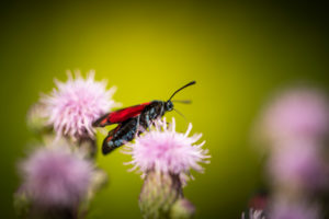 Six-spot burnet, on flower, close-up, zygaena filipendulae Six-spot burnet, on flower, close-up, zygaena filipendulae