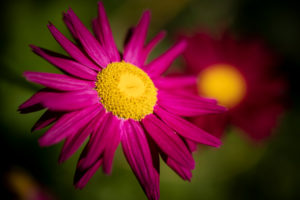 Pink flower of Echinacea, close-up Pink flower of Echinacea, close-up