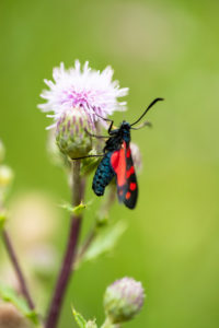 Six-spot burnet, on flower, close-up, zygaena filipendulae Six-spot burnet, on flower, close-up, zygaena filipendulae