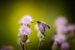 Six-spot burnet, on flower, close-up, zygaena filipendulae Six-spot burnet, on flower, close-up, zygaena filipendulae