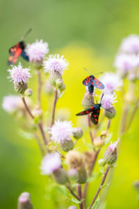 Six-spot burnet, on flower, close-up, zygaena filipendulae Six-spot burnet, on flower, close-up, zygaena filipendulae