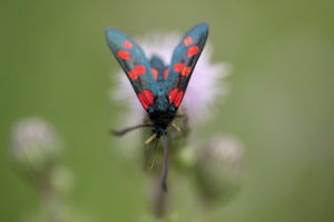 Six-spot burnet, on flower, close-up, zygaena filipendulae Six-spot burnet, on flower, close-up, zygaena filipendulae