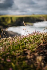 Grasses and heather grow on the cliffs of Mullaghmore Head, Ireland Grasses and heather grow on the cliffs of Mullaghmore Head, Ireland