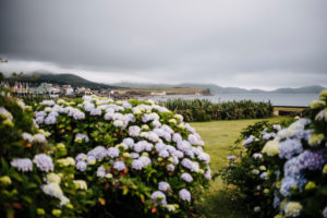 flowering hydrangea bushes in Waterville, coast view, Ireland flowering hydrangea bushes in Waterville, coast view, Ireland