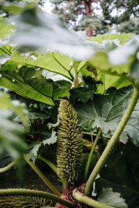 inflorescence of Giant Rhubarb (Gunnera manicata), Killarney National Park, Ireland inflorescence of Giant Rhubarb (Gunnera manicata), Killarney National Park, Ireland