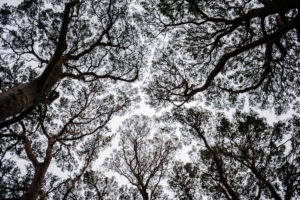 Looking up, tree tops, Killarney National Park, Ireland Looking up, tree tops, Killarney National Park, Ireland