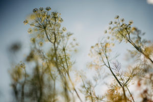yellow flowering dill flowers (Anethum graveolens) yellow flowering dill flowers (Anethum graveolens)