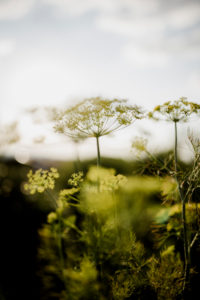 gelb blühende Dillblüten (Anethum graveolens) gelb blühende Dillblüten (Anethum graveolens)