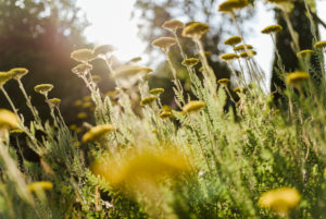 blühende Goldgarbe (Achillea filipendulina) im Sommer blühende Goldgarbe (Achillea filipendulina) im Sommer
