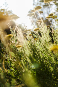 blooming golden sheaf (Achillea filipendulina) in summer blooming golden sheaf (Achillea filipendulina) in summer
