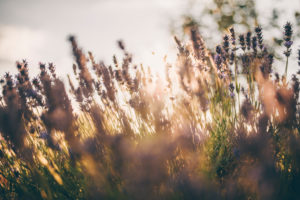blooming lavender in broken sunlight blooming lavender in broken sunlight