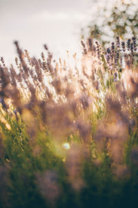 blooming lavender in broken sunlight blooming lavender in broken sunlight