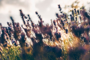 blühender Lavendel im gebrochenen Sonnenlicht blühender Lavendel im gebrochenen Sonnenlicht