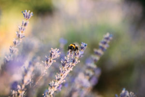 Bumblebee collects nectar from a lavender flower Bumblebee collects nectar from a lavender flower