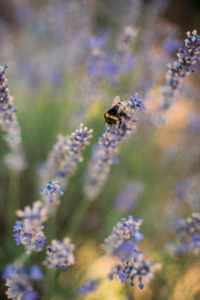 Bumblebee collects nectar from a lavender flower Bumblebee collects nectar from a lavender flower