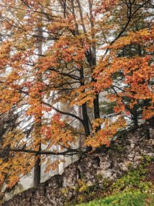 herbstlicher Baum ragt hinter eine Mauer hervor herbstlicher Baum ragt hinter eine Mauer hervor