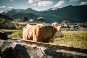 Cow drinks from a wooden fountain, Germany, Bavaria, Garmisch-Partenkirchen Cow drinks from a wooden fountain, Germany, Bavaria, Garmisch-Partenkirchen
