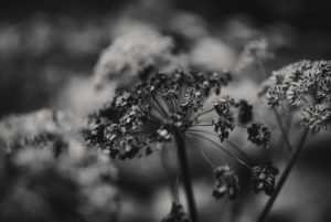 vertrockneter Engelwurz (Angelica archangelica), Deutschland, Bayern, Garmisch-Partenkirchen vertrockneter Engelwurz (Angelica archangelica), Deutschland, Bayern, Garmisch-Partenkirchen