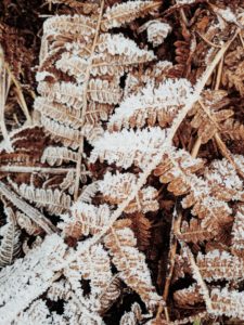 withered fern, frost withered fern, frost