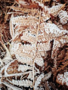 withered fern, frost withered fern, frost