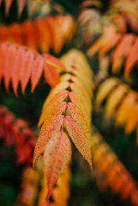 leaves of a vinegar tree (Rhus typhina) colored in autumn leaves of a vinegar tree (Rhus typhina) colored in autumn