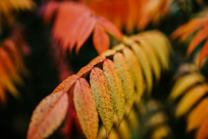 leaves of a vinegar tree (Rhus typhina) colored in autumn leaves of a vinegar tree (Rhus typhina) colored in autumn