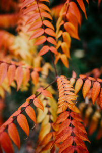 leaves of a vinegar tree (Rhus typhina) colored in autumn leaves of a vinegar tree (Rhus typhina) colored in autumn