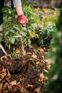 Dahlia is dug up, preparation for wintering Dahlia is dug up, preparation for wintering