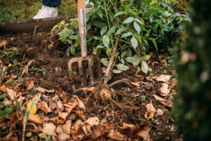 Dahlia is dug up, preparation for wintering Dahlia is dug up, preparation for wintering