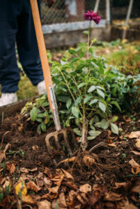 Dahlia is dug up, preparation for wintering Dahlia is dug up, preparation for wintering