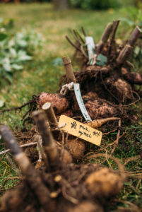 Dahlia tubers are prepared for wintering, pruning, name tags Dahlia tubers are prepared for wintering, pruning, name tags