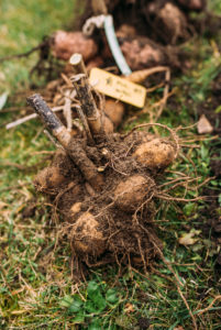 Dahlienknollen werden zum Überwintern vorbereitet, Rückschnitt, Namensschilder Dahlienknollen werden zum Überwintern vorbereitet, Rückschnitt, Namensschilder