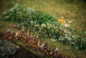 Dahlienknollen werden zum Überwintern vorbereitet, Rückschnitt, Namensschilder Dahlienknollen werden zum Überwintern vorbereitet, Rückschnitt, Namensschilder