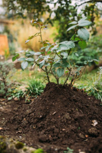 piled rose bush, autumn, gardening piled rose bush, autumn, gardening