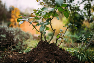 piled rose bush, autumn, gardening piled rose bush, autumn, gardening