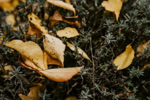 yellow autumn leaves lie in a lavender bush yellow autumn leaves lie in a lavender bush