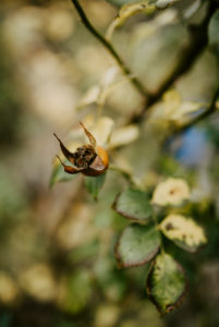 Rose hip of a rose in autumn Rose hip of a rose in autumn