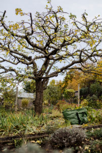 finished pruned apple tree, pruning of an apple tree in autumn finished pruned apple tree, pruning of an apple tree in autumn